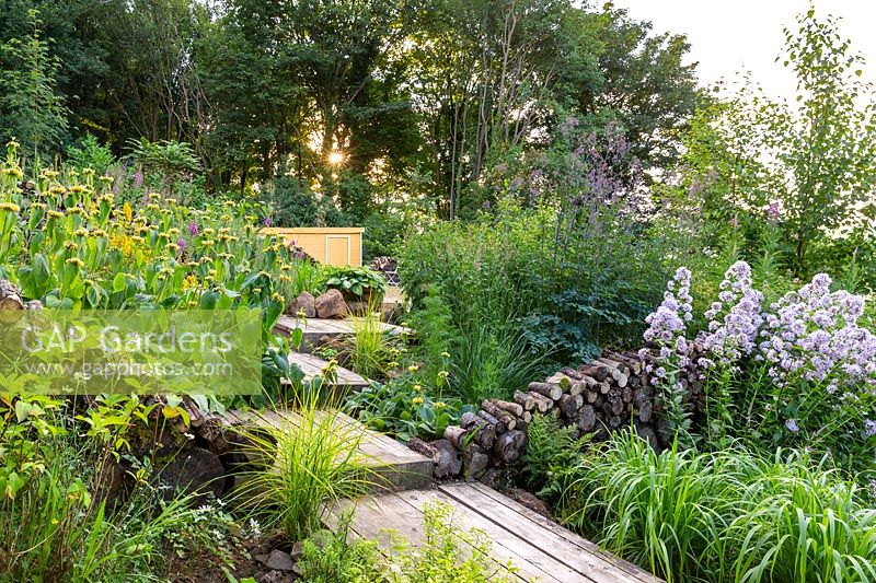 A wooden path and steps lead to a garden building. Mixed borders are planted with Phlomis russeliana, hosta, ornamental grasses  and Campanula lactiflora