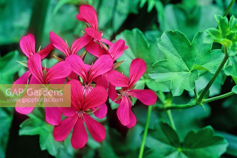 Pelargonium - Ivy-leaved Geranium 