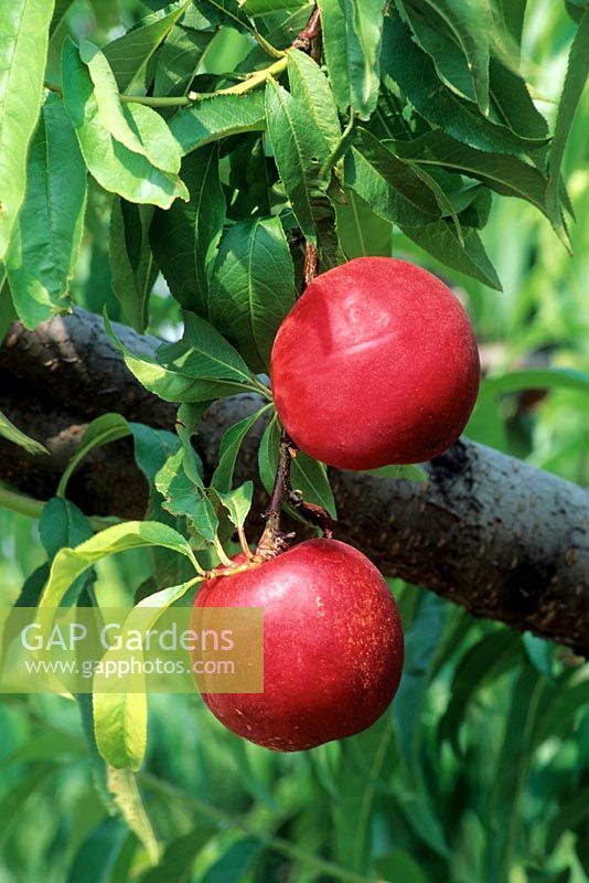 Prunus persica - Nectarine - fruit on tree