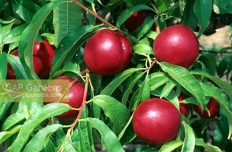 Prunus persica - Nectarine