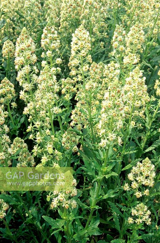 Reseda odorata - Mignonette