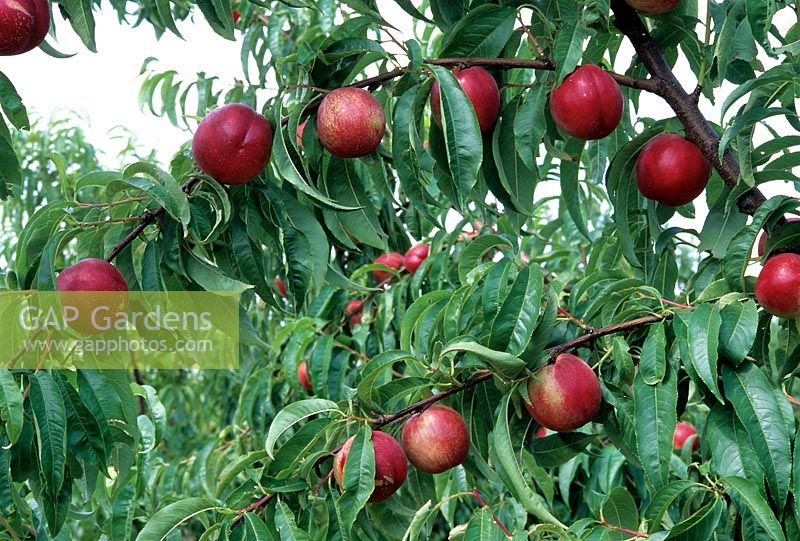 Prunus persica - Nectarine - ripe fruit weighing down branches 