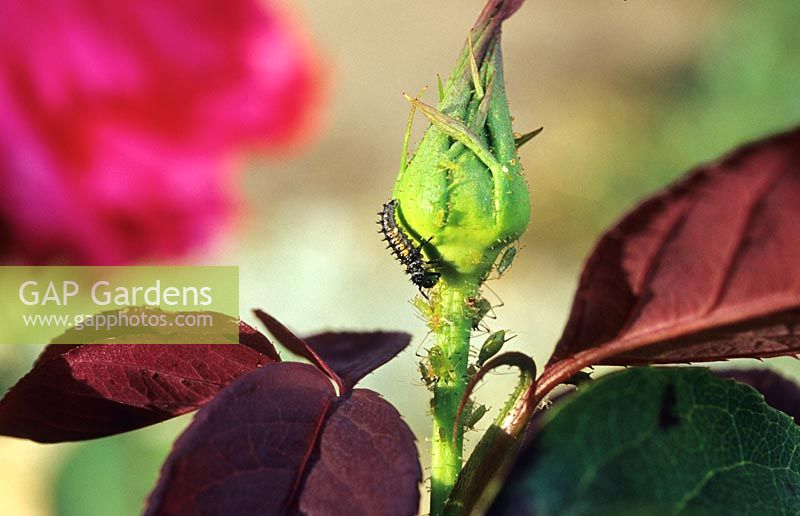 Aphid - Greenfly - with Ladybird larva on a Rosa - Rose - bud 