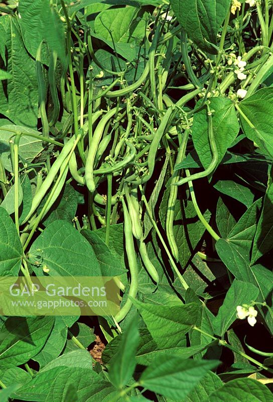 Phaseolus vulgaris - Green beans