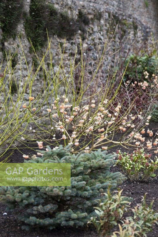 Winter border in the South Garden at the Bishop's Palace, Wells in March featuring Edgeworthia chrysantha 'Red Dragon', Cornus alba 'Flaviramea', Picea pungens 'Globosa' and skimmias.