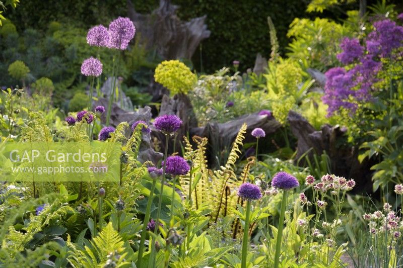 Alliums, ferns and Aquilegia 'Nora Barlow' in the Stumpery at Arundel Castle, West Sussex, in May