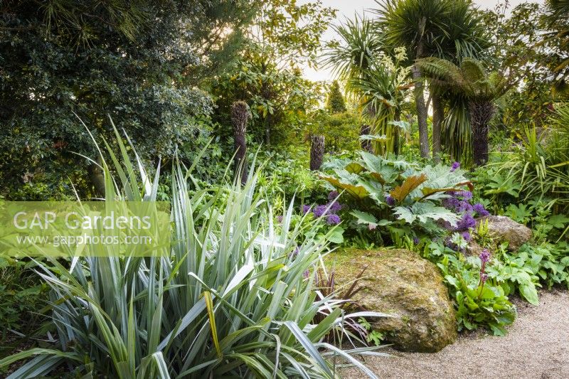 Silvery Astelia chathamica with Rheum palmatum, bergenias, purple alliums, tree ferns and cordylines in the Collector Earl's Garden at Arundel Castle, West Sussex in May.