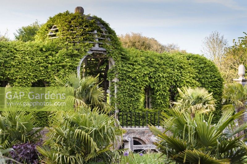 Green oak pavilions and pergolas clothed in hornbeam with palms in the foreground in the Collector Earl's Garden at Arundel Castle, West Sussex in May