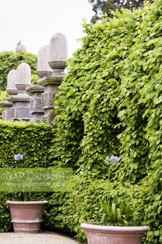 Hornbeam clad green oak tunnel with windows in the Collector Earl's Garden at Arundel Castle, West Sussex in May