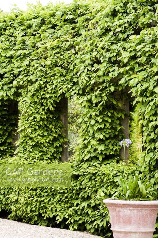 Hornbeam clad green oak tunnel with windows in the Collector Earl's Garden at Arundel Castle, West Sussex in May