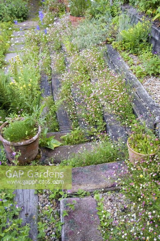 Sloping garden terraced using railway sleepers with self seeded Erigeron karvinskianus and pieces of weathered carpet to prevent slipping in wet weather in a cottage garden in June