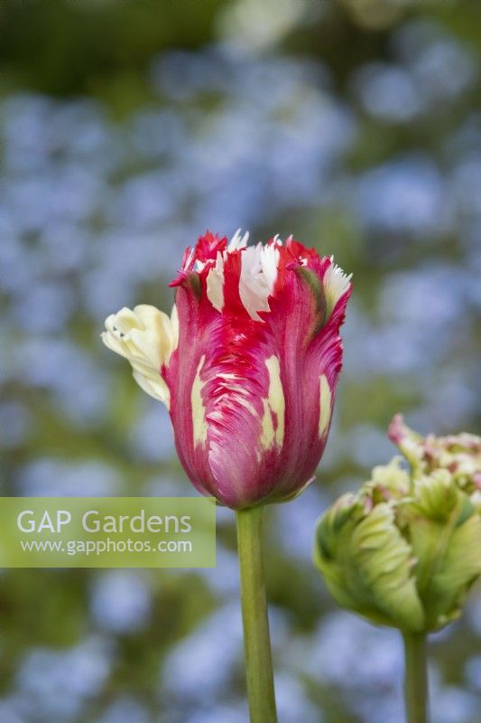 Tulipa 'Estella Rynveld' - Tulip
