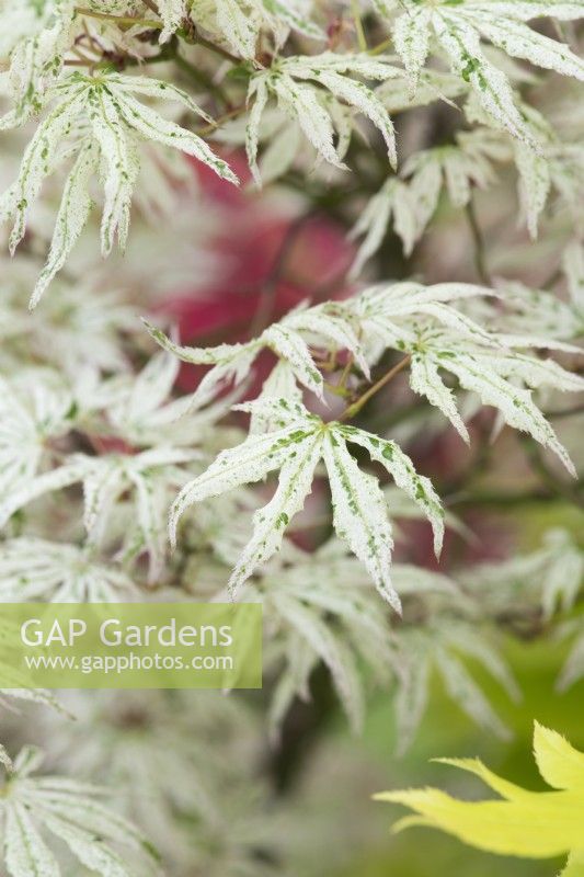 Acer palmatum 'Olivia' - White Japanese maple foliage