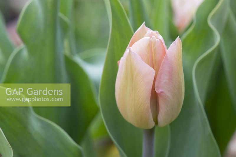 Tulipa 'Apricot beauty' - Tulip 