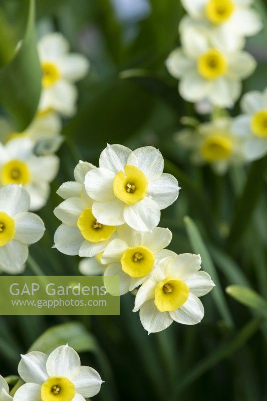 Narcissus 'Minnow' - Dwarf daffodil