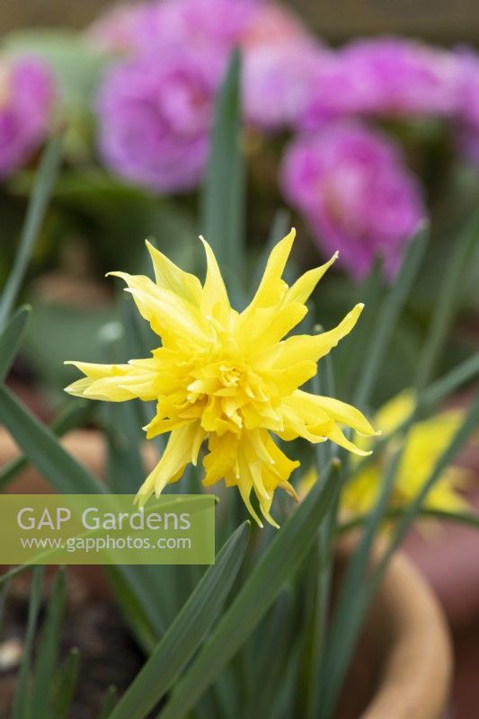Narcissus 'Rip van winkle' - Daffodil 