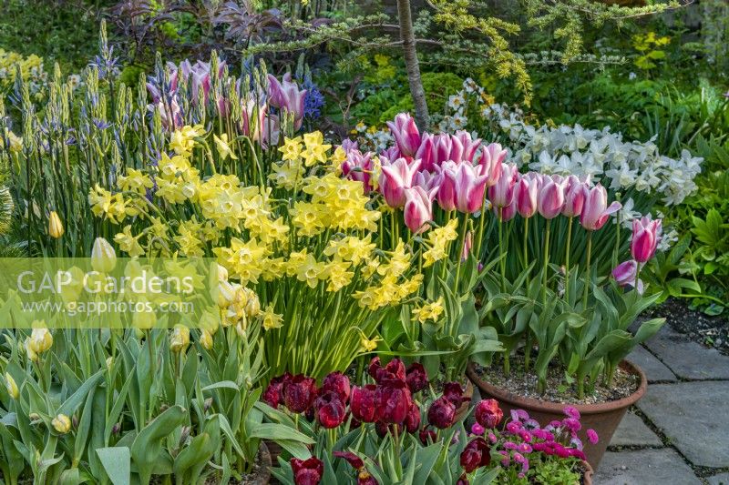 Spring bulbs in containers at Great Dixter in May