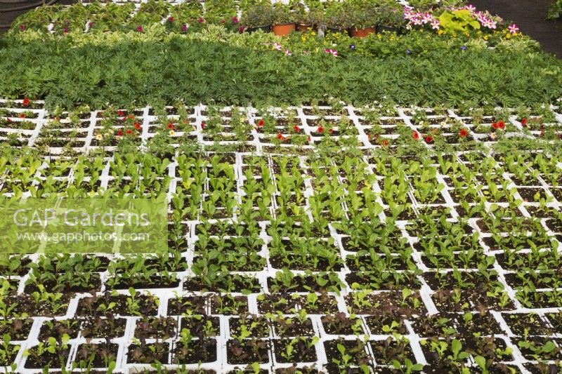 Rows of mixed Lactuca sativa - Lettuce plants growing in white styrofoam trays inside a greenhouse, Quebec, Canada