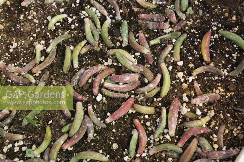 Wormlike shaped Echeveria - Succulent plants growing in soil enriched with vermiculite, Quebec, Canada