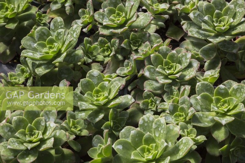 Echeveria - Succulent plants with hard water stains growing in containers inside a greenhouse, Quebec, Canada