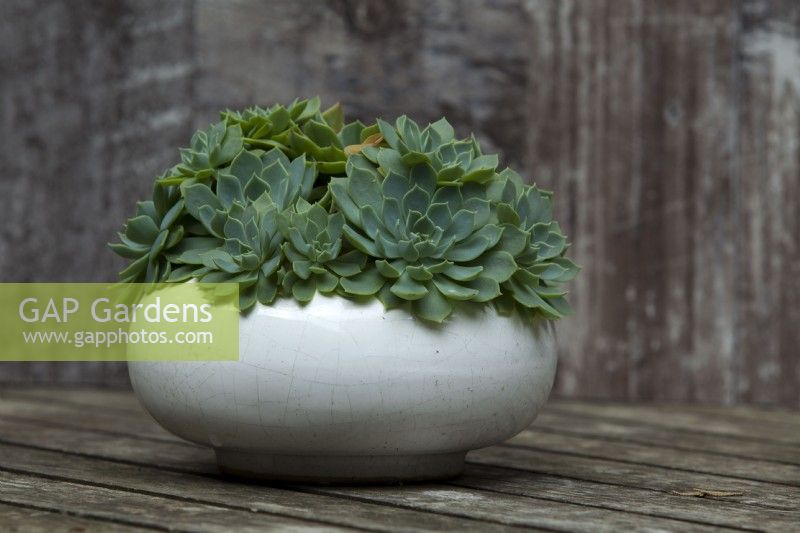 Echeveria Hen and Chicks