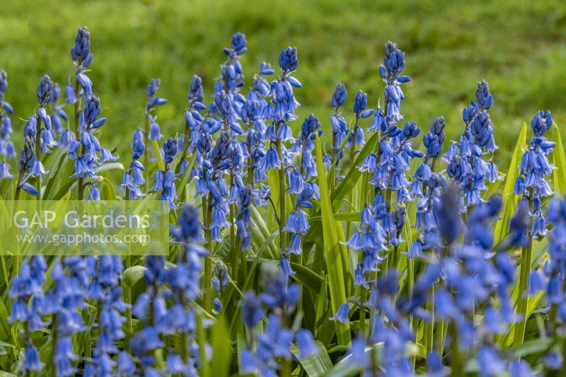 Hyacinthoides x massartiana - hybrid bluebells in May Spanish originating hybrids