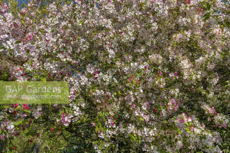 Malus x floribunda 'Exzellenz Thiel' - showy crabapple in May