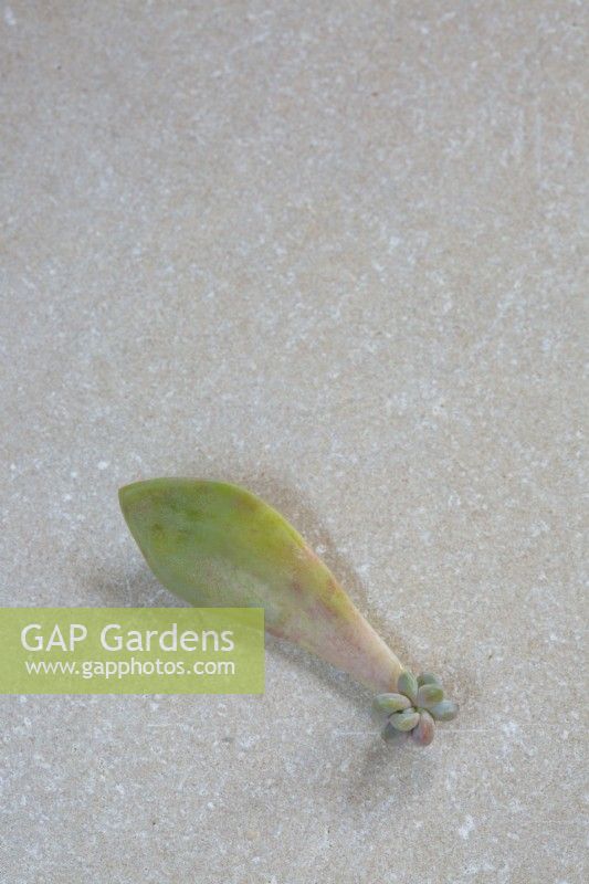 Graptopetalum paraguayense Ghost plant rooted plantlet