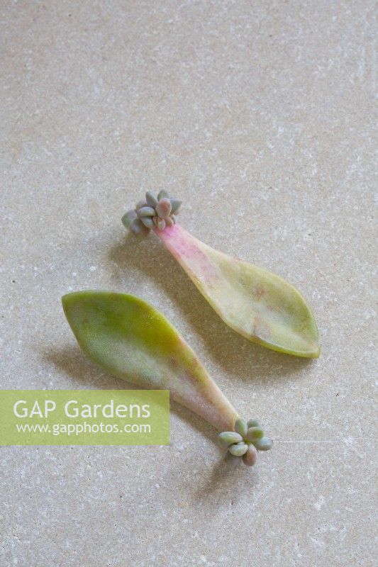 Graptopetalum paraguayense Ghost plant rooted plantlet