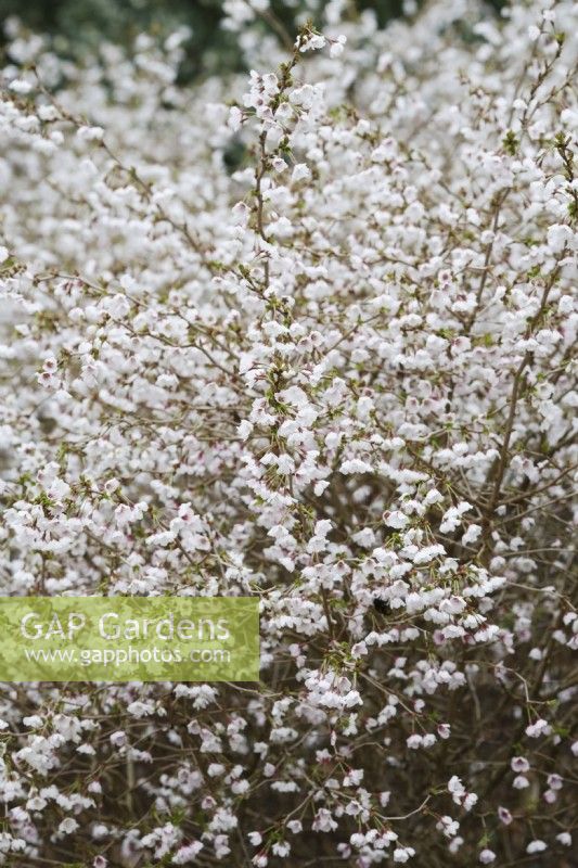 Prunus 'Kojo-no-Mai' - Ornamental Cherry blossom - March