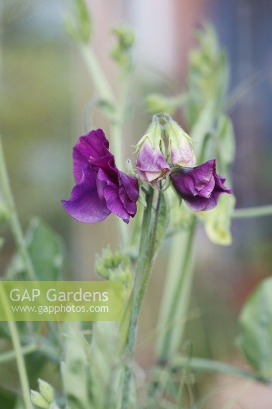 Lathyrus odoratus 'Misty mountain' - Sweet pea - June