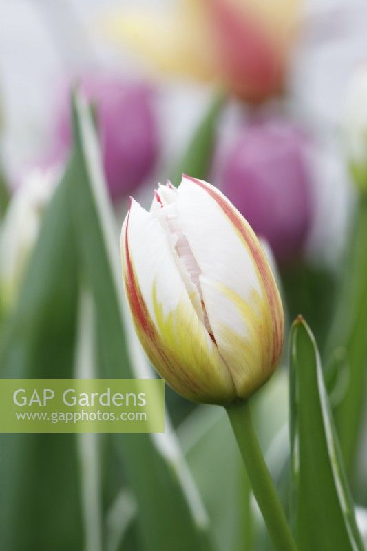 Tulipa 'Carnaval de rio' - Single late tulip - May