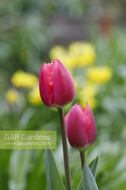 Tulipa 'Cherry Delight' - Darwin hybrid Tulip - April
