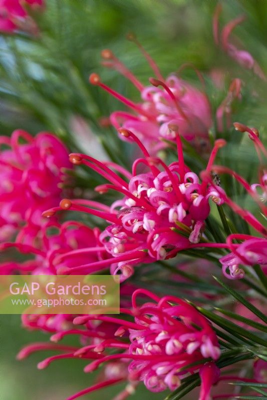 Grevillea rosmarinifolia