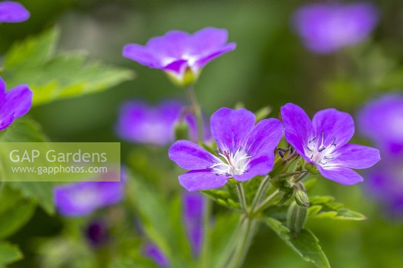 Geranium sylvaticum 'Mayflower'