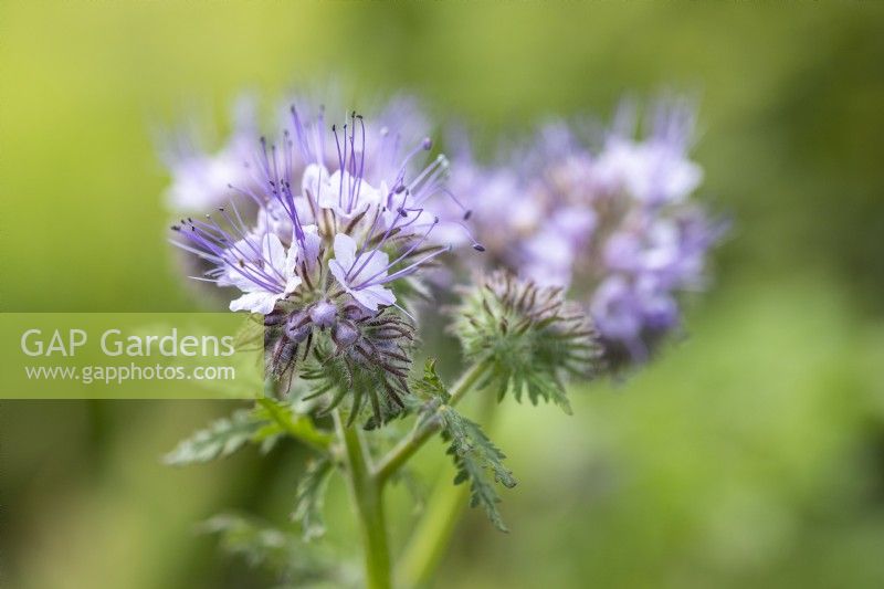 Phacelia flowers