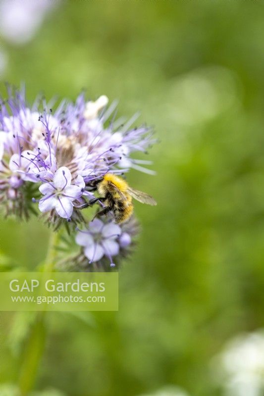 Bee on a phacelia flower