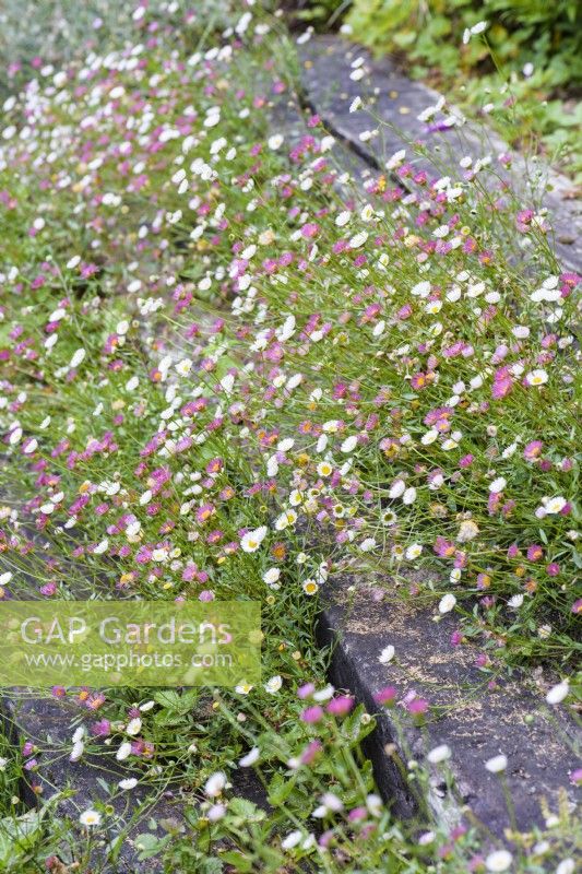 Erigeron karvinskianus self seeded into gravel between railway sleepers used to terrace a sloping garden in a cottage garden in June.