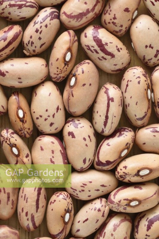 Phaseolus vulgaris   Borlotto di Vigevano nano'  Dwarf French bean  Seeds  March