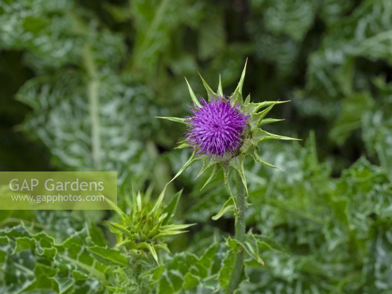 Milk thistle Silybum marianum