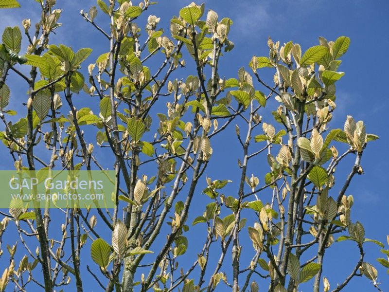 Sorbus hedlundii new leaves Norfolk May