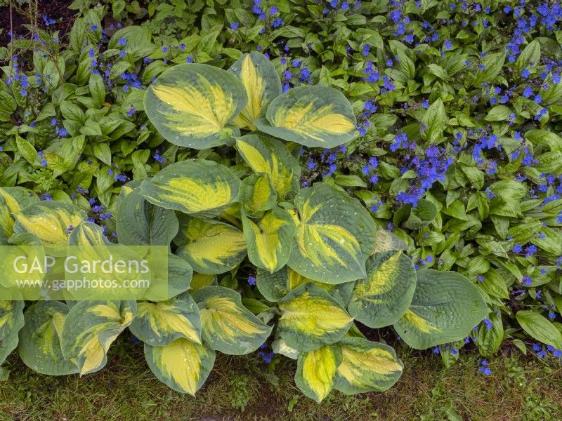 Hosta 'Great Expectations' and Omphalodes cappadocica 'Cherry Ingram' at  East Ruston Old Vicarage, Norfolk in early summer 