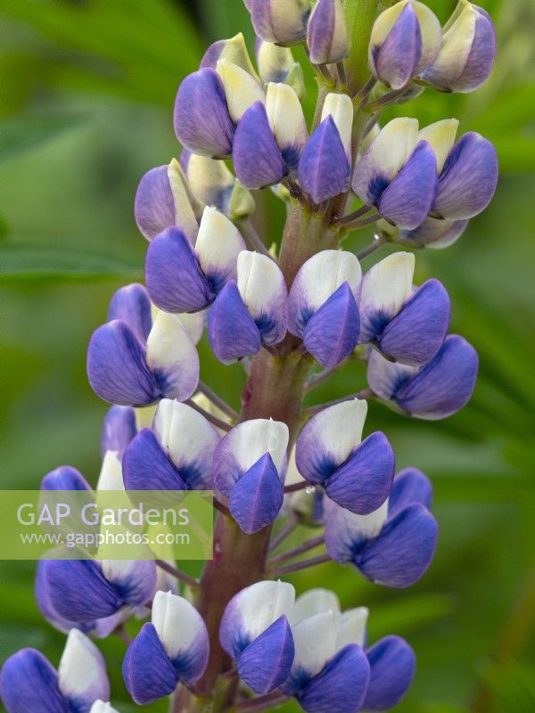Lupinus 'King Canute' - Lupin May 