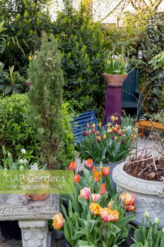 Small London garden in spring with tulip collection - Tulipa 'Apricot Parrot' and 'Request' and 'Helmar' 