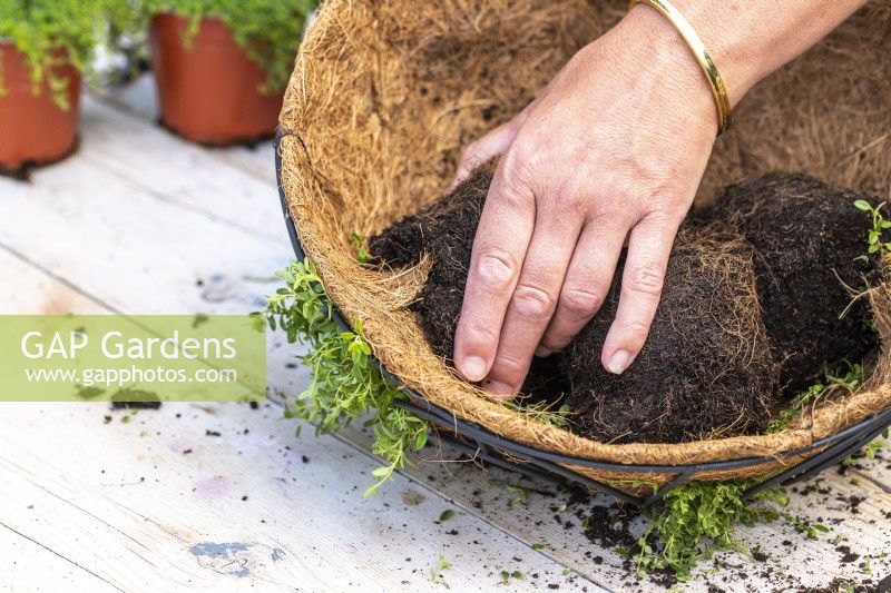 Woman pushing thyme plant through the coir lining