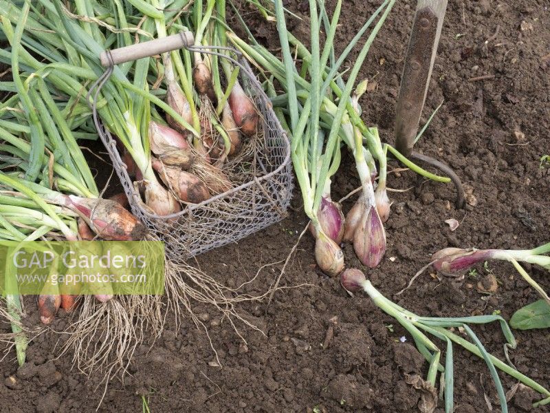 Seed grown Shallots, 'longor', being harvested into wire basket.