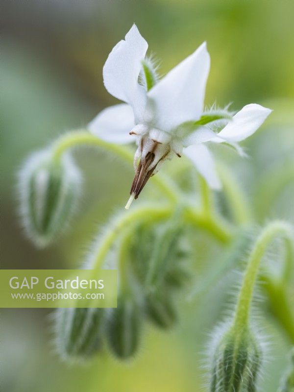 Borago officinalis alba - White borage - June