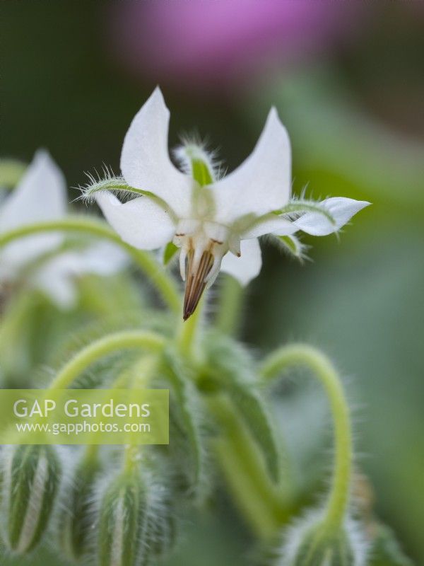 Borago officinalis alba - White borage - June