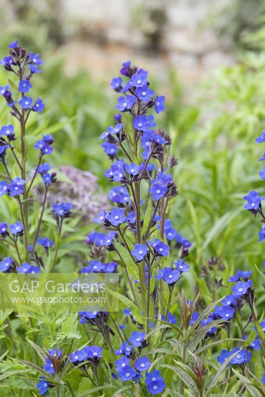 Anchusa azurea 'Loddon royalist' - Bugloss