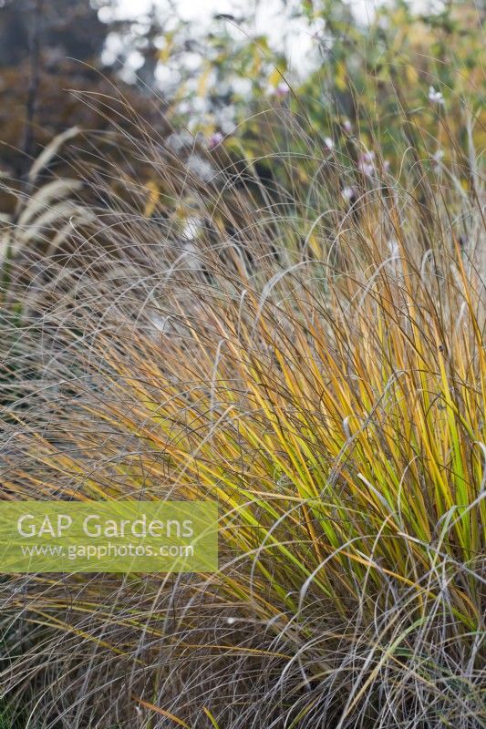 Anemanthele lessoniana syn. Stipa arundinacea